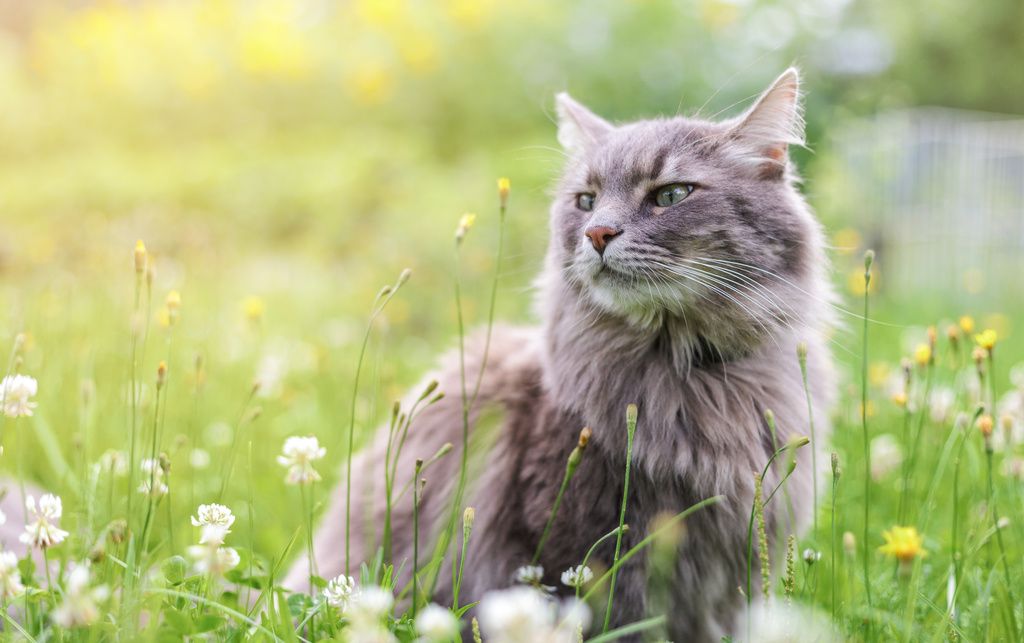 Strejfende kat om sommeren