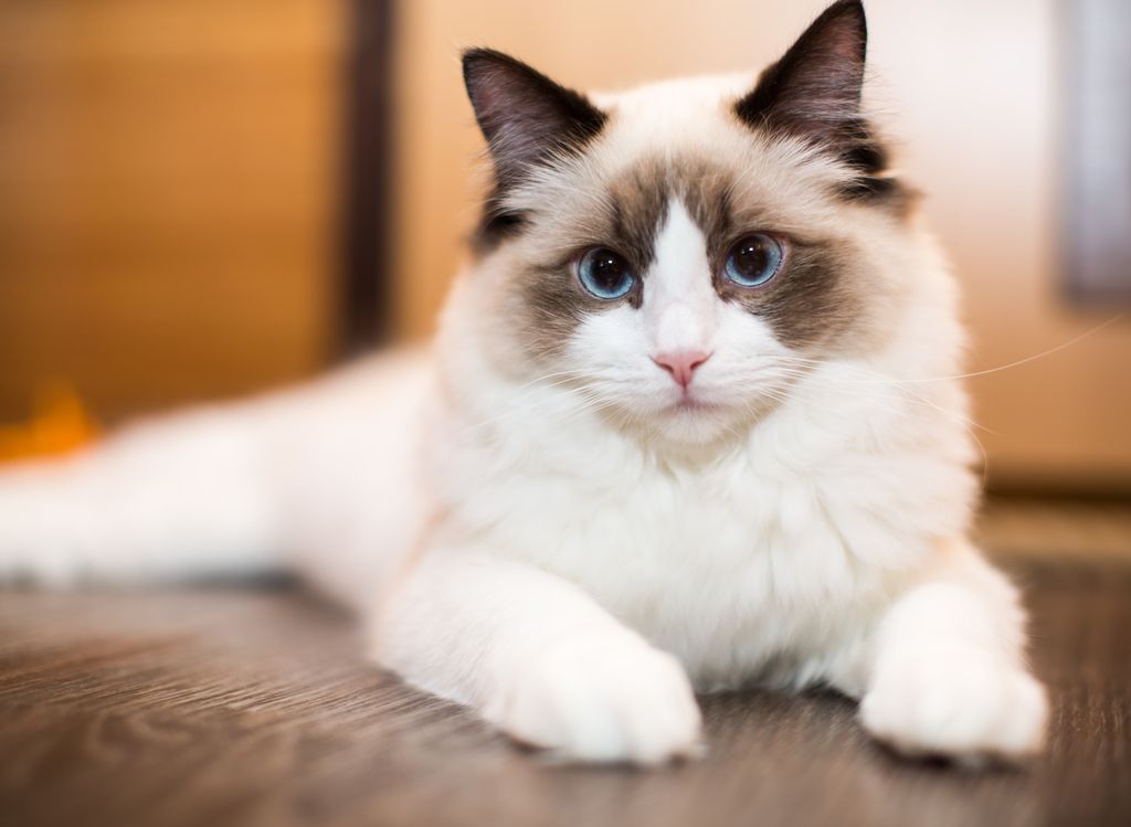 Ragdoll ligger på et gulv
