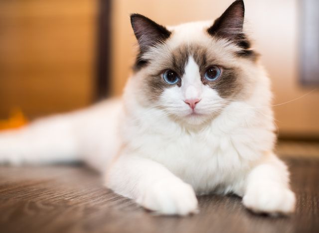 Ragdoll ligger på et gulv