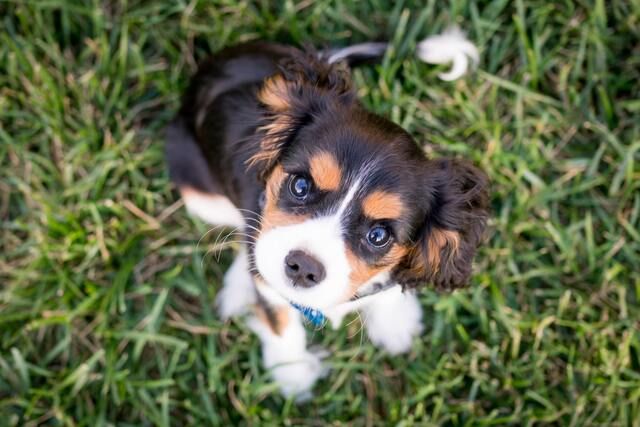 Cavalier king charles spaniel der sidder på en græsplæne og kigger op