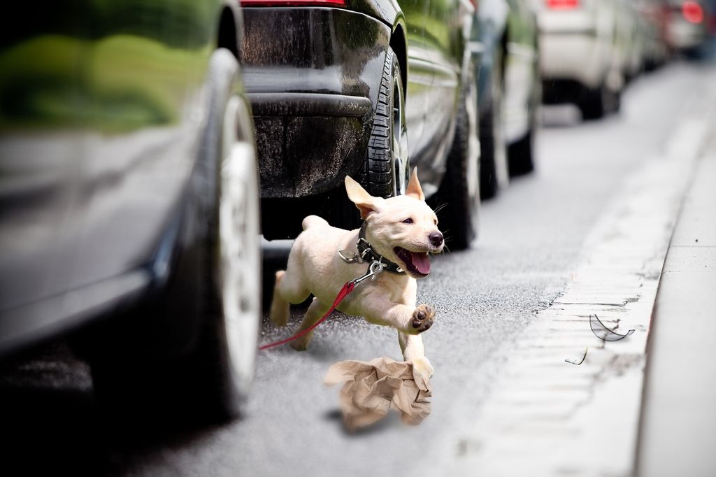 førstehjælp til hunden