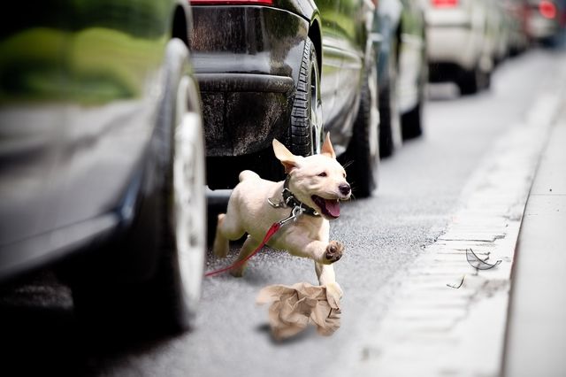 førstehjælp til hunden