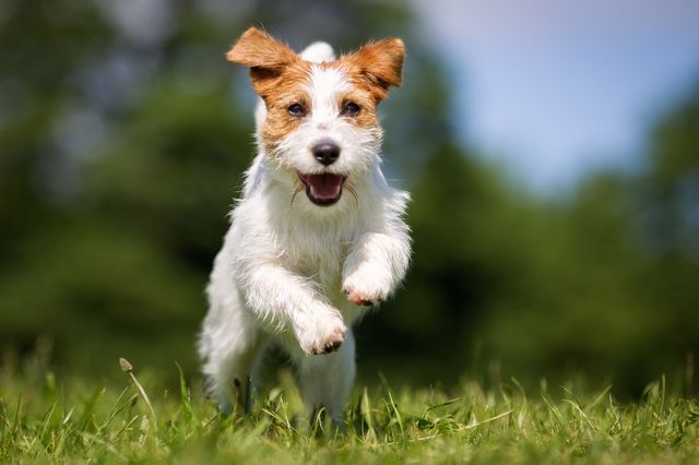 Hund har kontakt med sin ejer