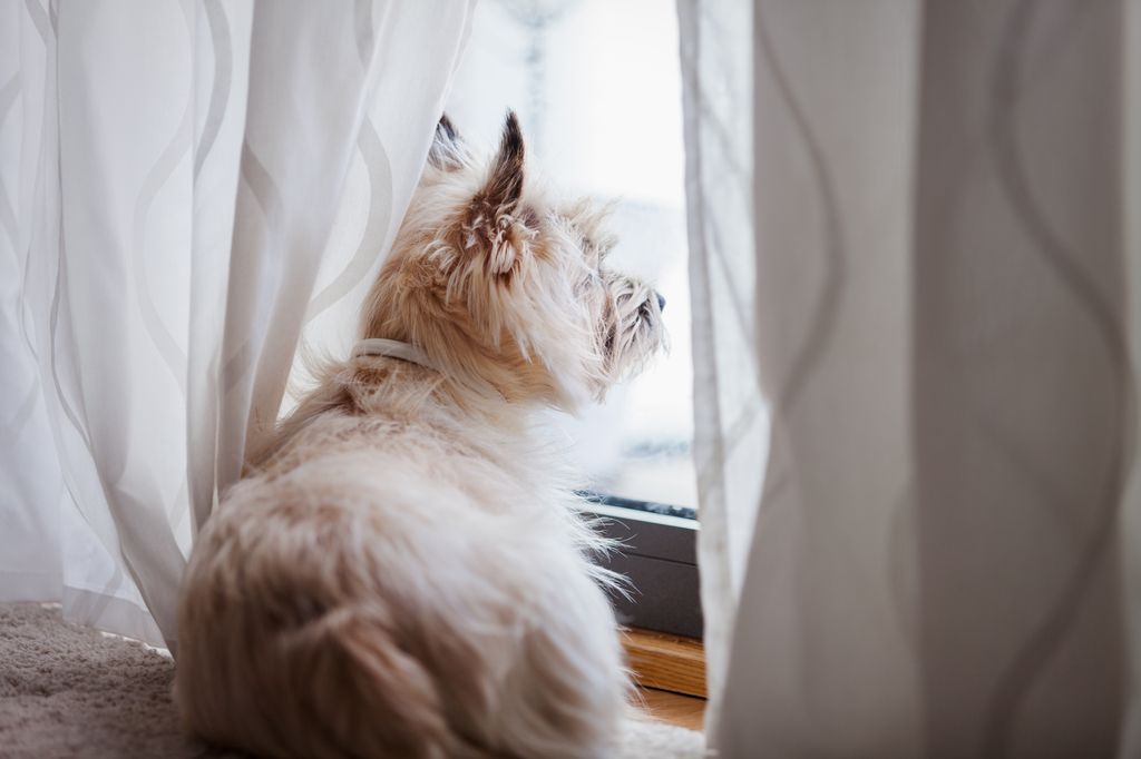 Hund kigger ud af vindue