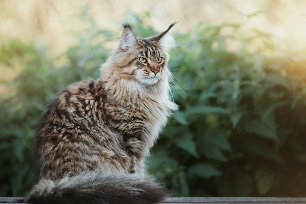 Maine coon sidder udenfor