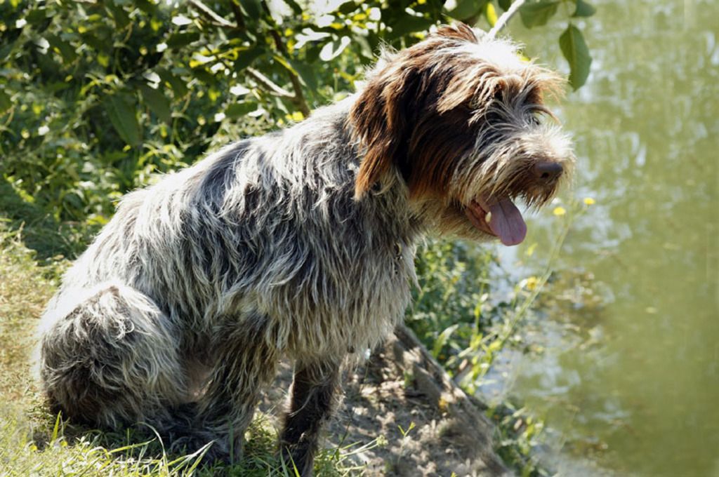 Hund som sitter och flämtar.