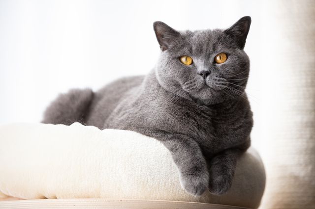 En britich shorthair ligger på en pude