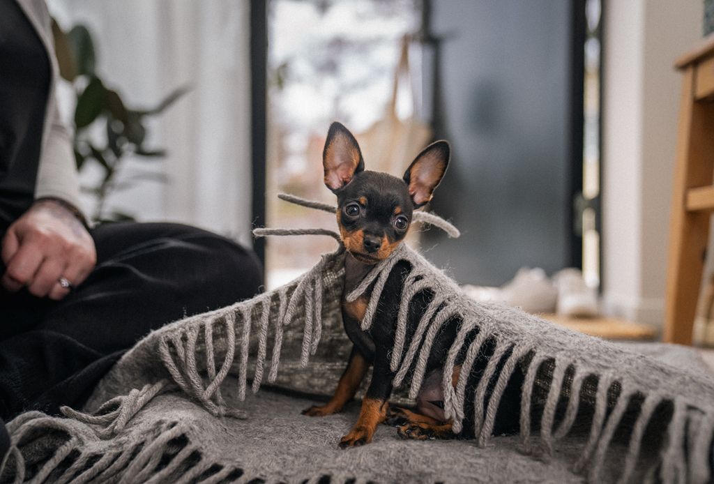 En hund sidder under et tæppe indenfor