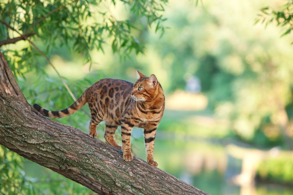 En bengal-kat i et træ