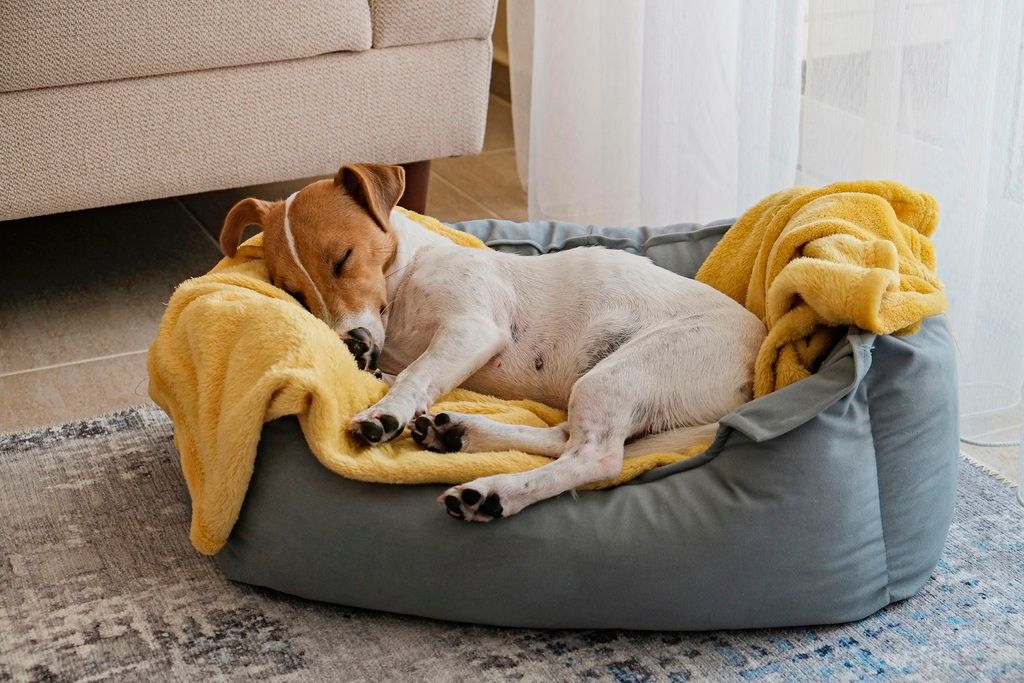 Hund ligger og sover i en kurv