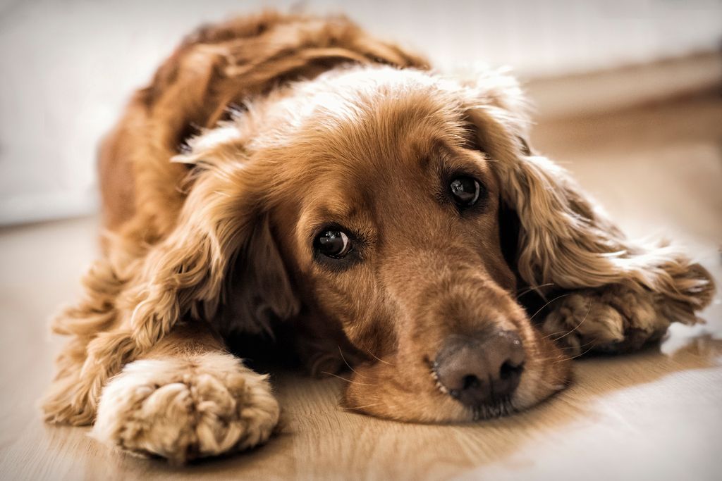 Hund er syg med mave-tarm-problem