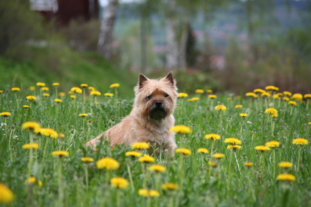 Cairn terrier sidder på en mark med blomster