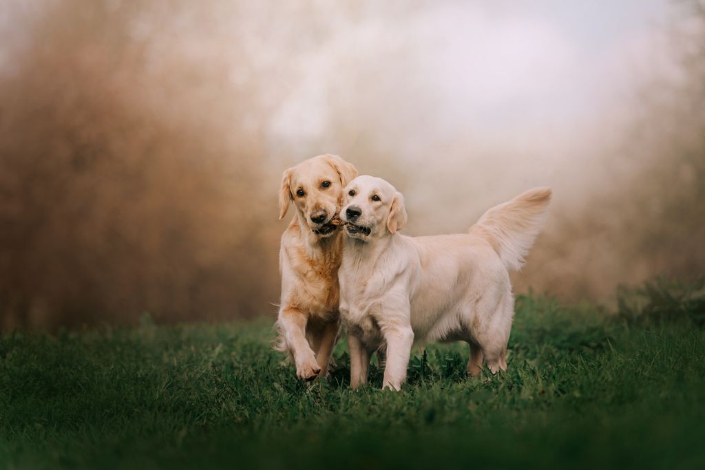 Neutralisering af hunde har konsekvenser