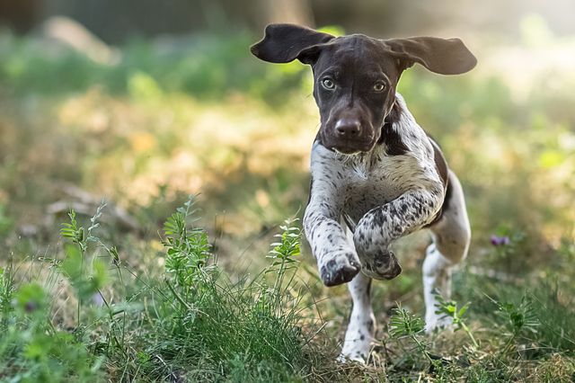 Undersøg hunden for flåter efter gåturen