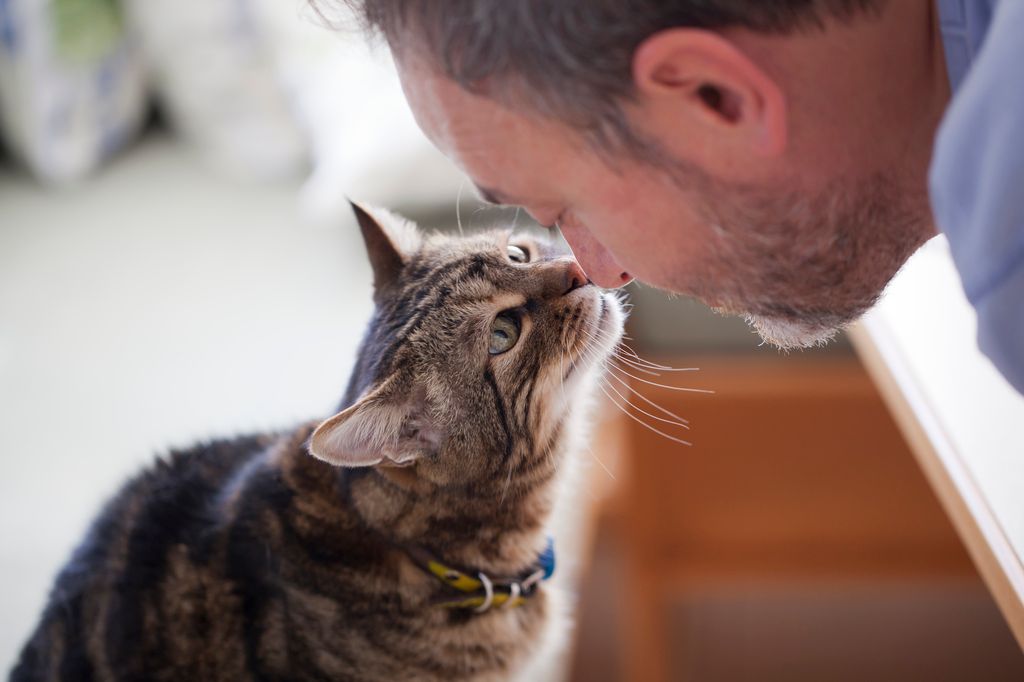 Nyresygdom hos kat ses ofte hos den ældre kat