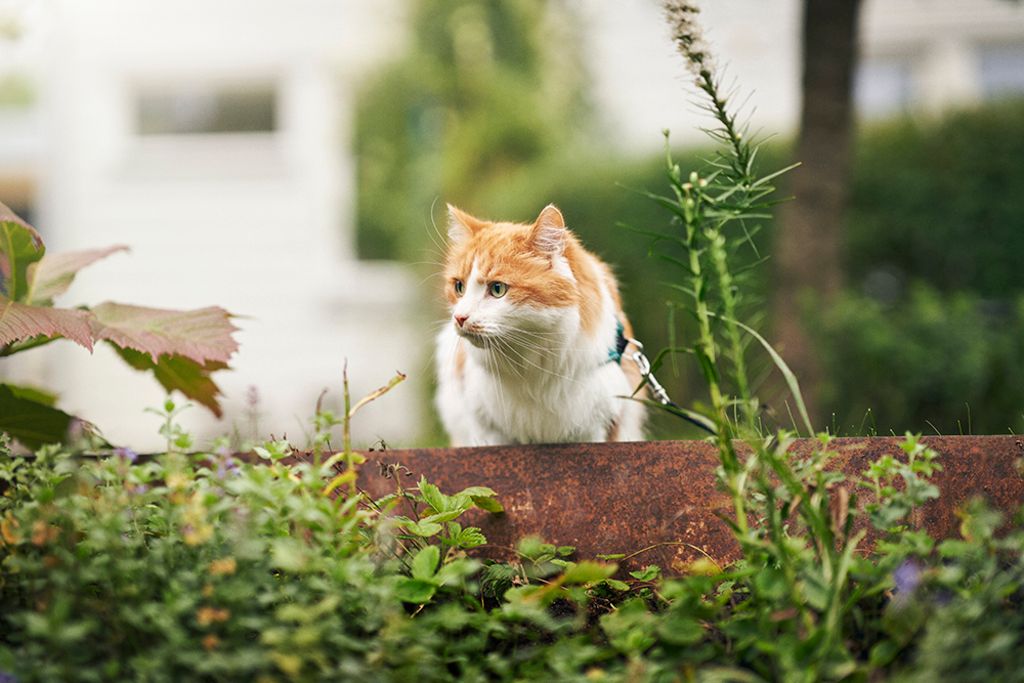 Katt i gräs får se upp för huggorm.
