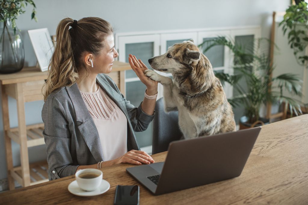 Matte och hund som gör high-five framför datorn.