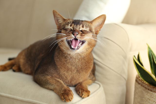Kat ligger på en sofa