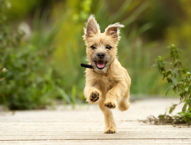 Hund der løber tilbage til ejeren
