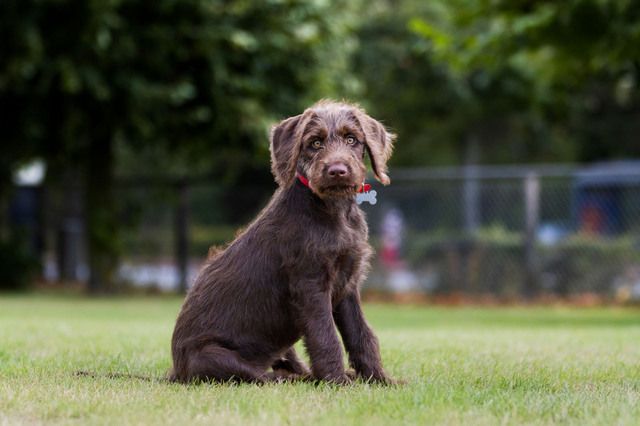 En labradoodle med hair pels sidder udenfor