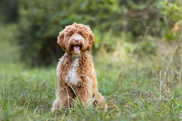 Australsk labradoodle sidder udenfor