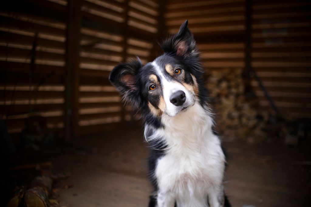 Hund tilter hoved til siden når der snakkes til den