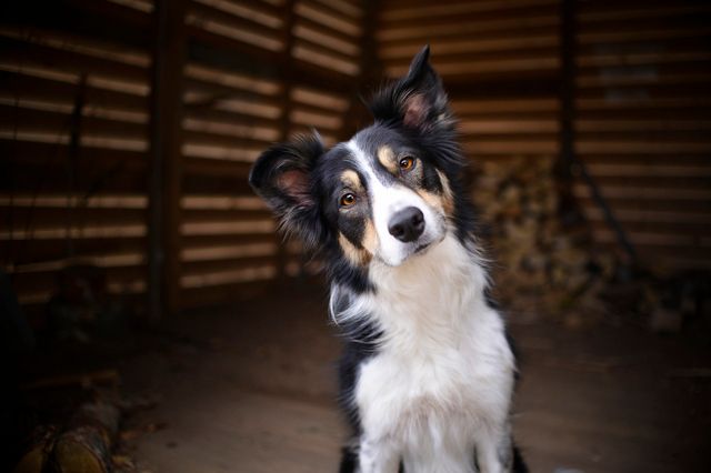 Hund tilter hoved til siden når der snakkes til den