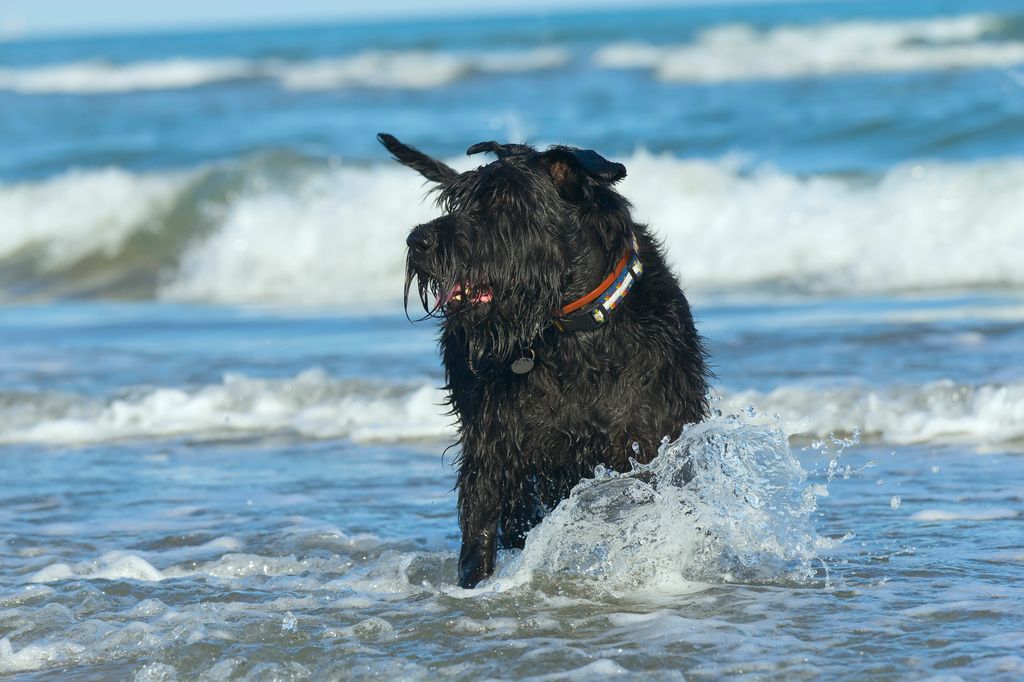 Løs hund på stranden bader i havet