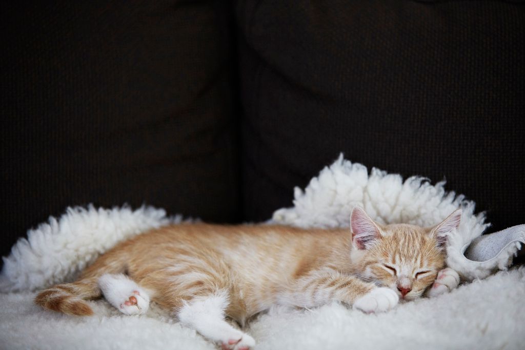 Kat ligger og sover