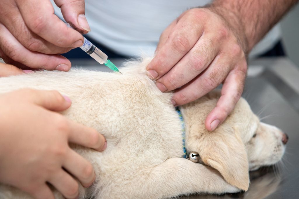 Vaccinering mot valpsjuka är det absolut viktigaste du kan göra i förebyggande syfte för att din hund inte ska bli smittad
