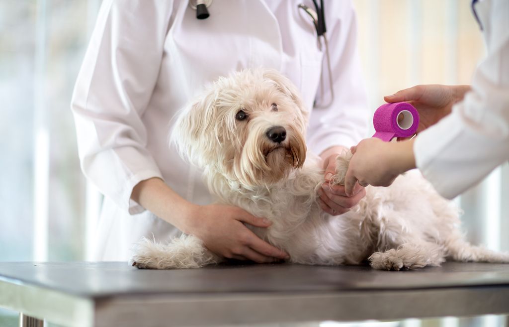 Hund får sin skada bandagerad av veterinär.