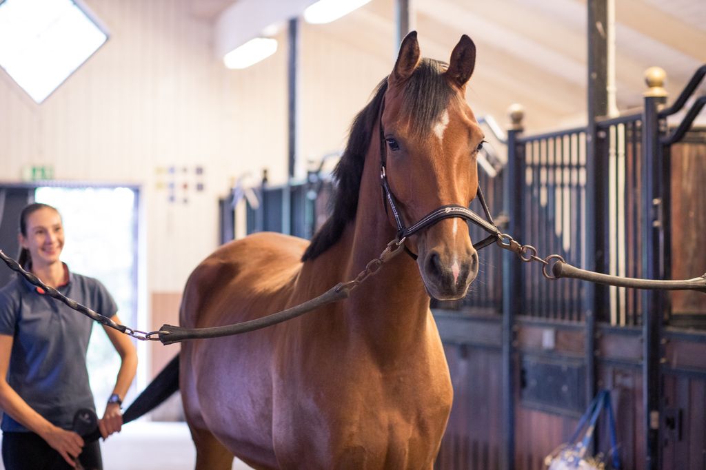 Kvinde strigler sin hest i stalden