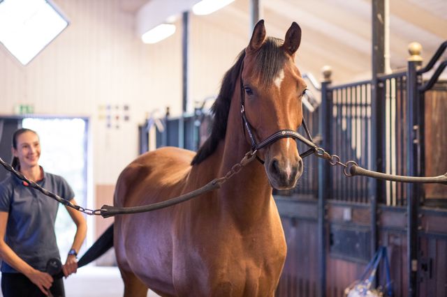 Kvinde strigler sin hest i stalden