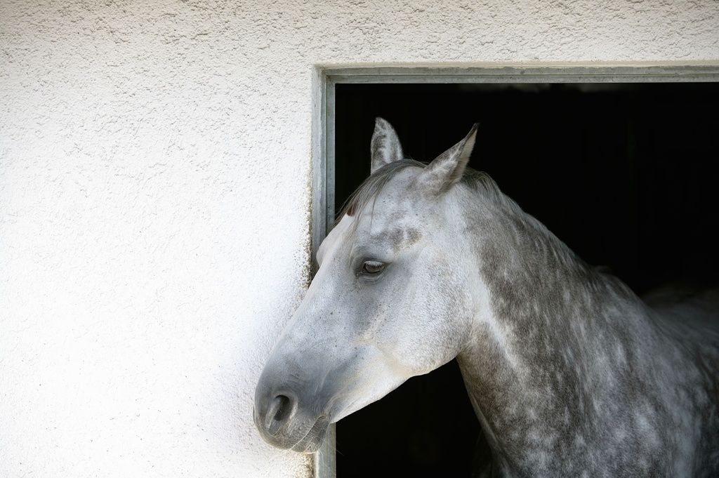 Hest står i sin boks med hovedet ud af vindue