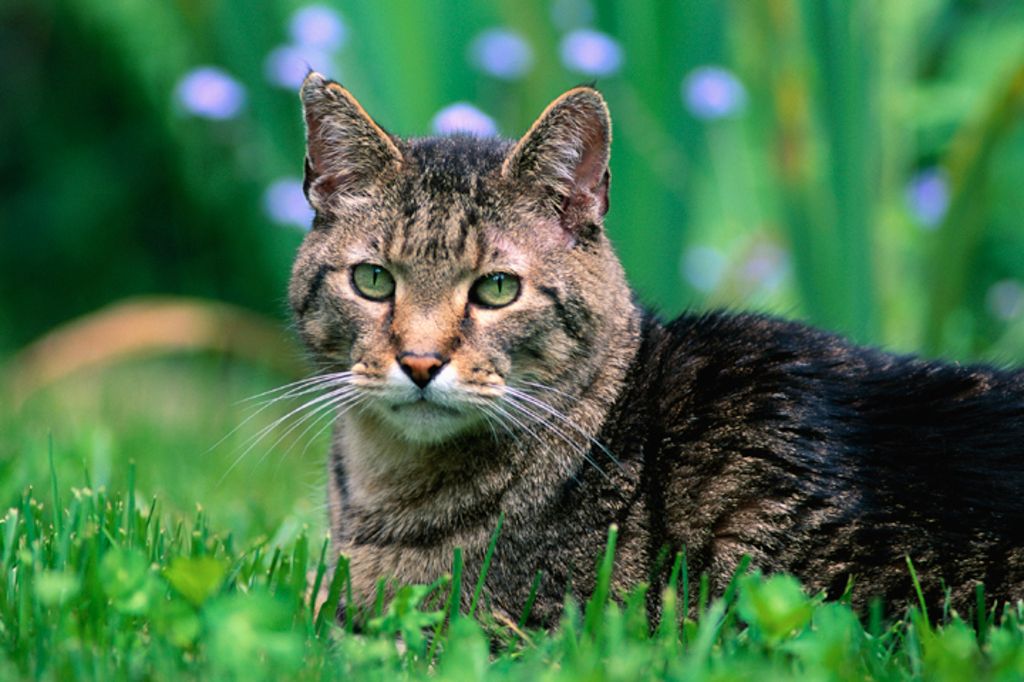 Adfærdsændringer når katten bliver ældre