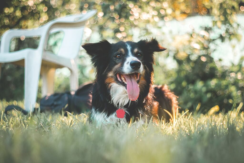 En border collie ligger i græsset en varm sommerdag