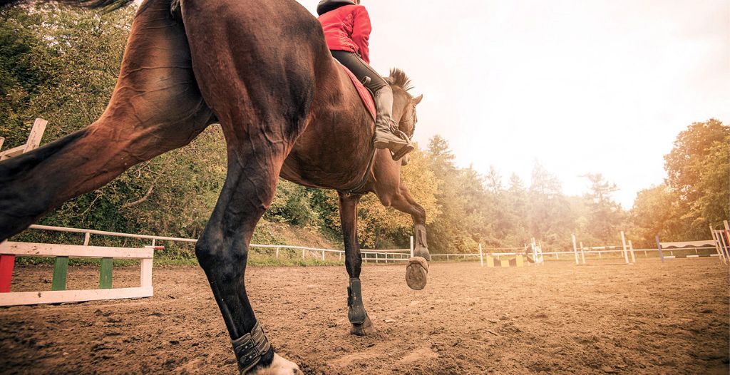 Hest og rytter på springbane set nedefra
