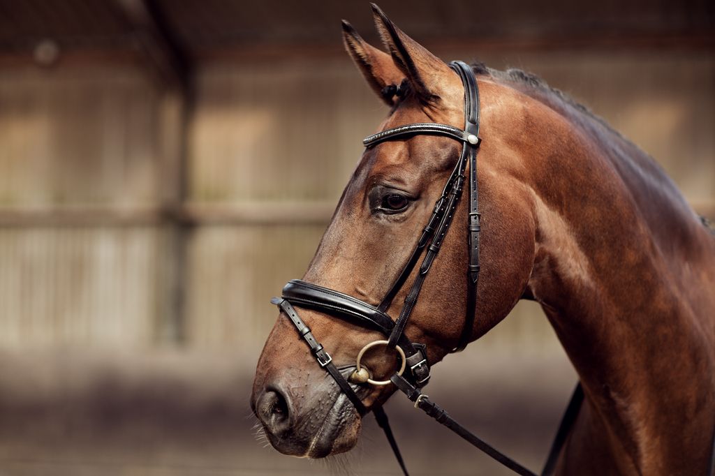 En hest i en ridehal