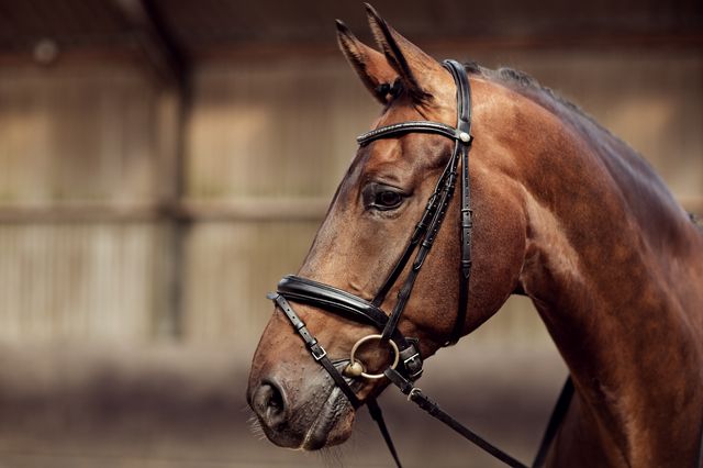 En hest i en ridehal