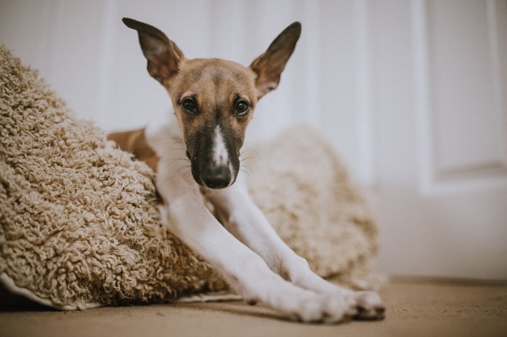 Få styr på hvad det koster at have hund