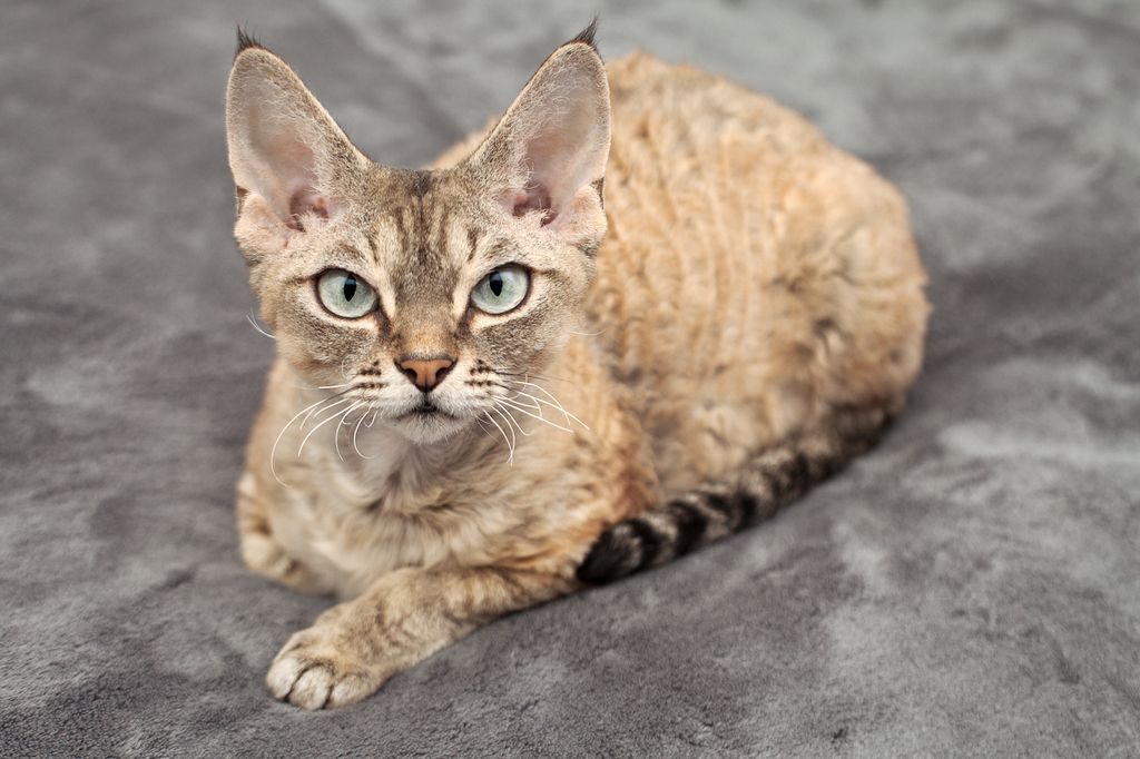 Devon rex ligger på et tæppe