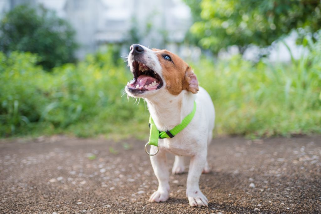 Hund der gør