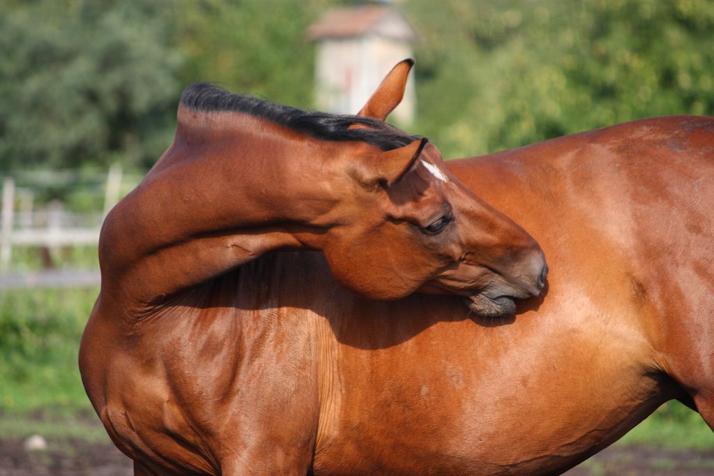 Hest klør sig efter myggestik som kan give vestnilfeber