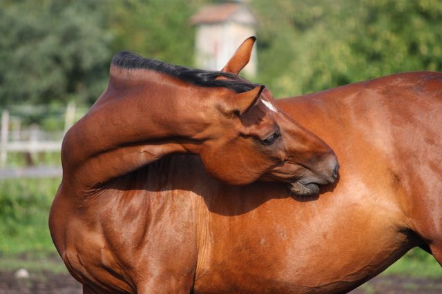 Hest klør sig efter myggestik som kan give vestnilfeber