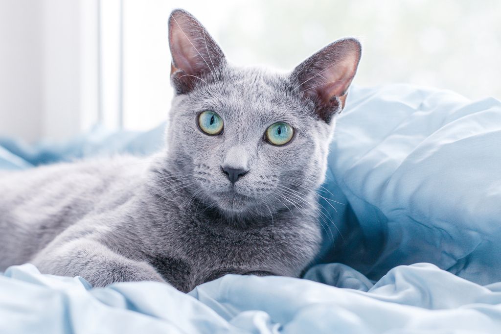 En russian blue ligger i en seng