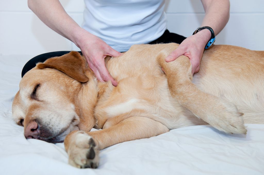 Kvinde giver sin hund massage