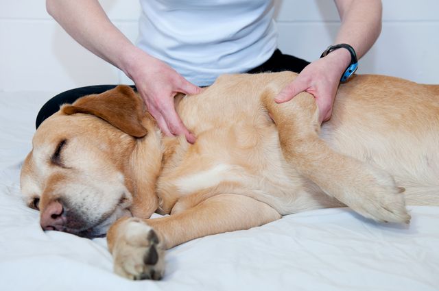 Kvinde giver sin hund massage