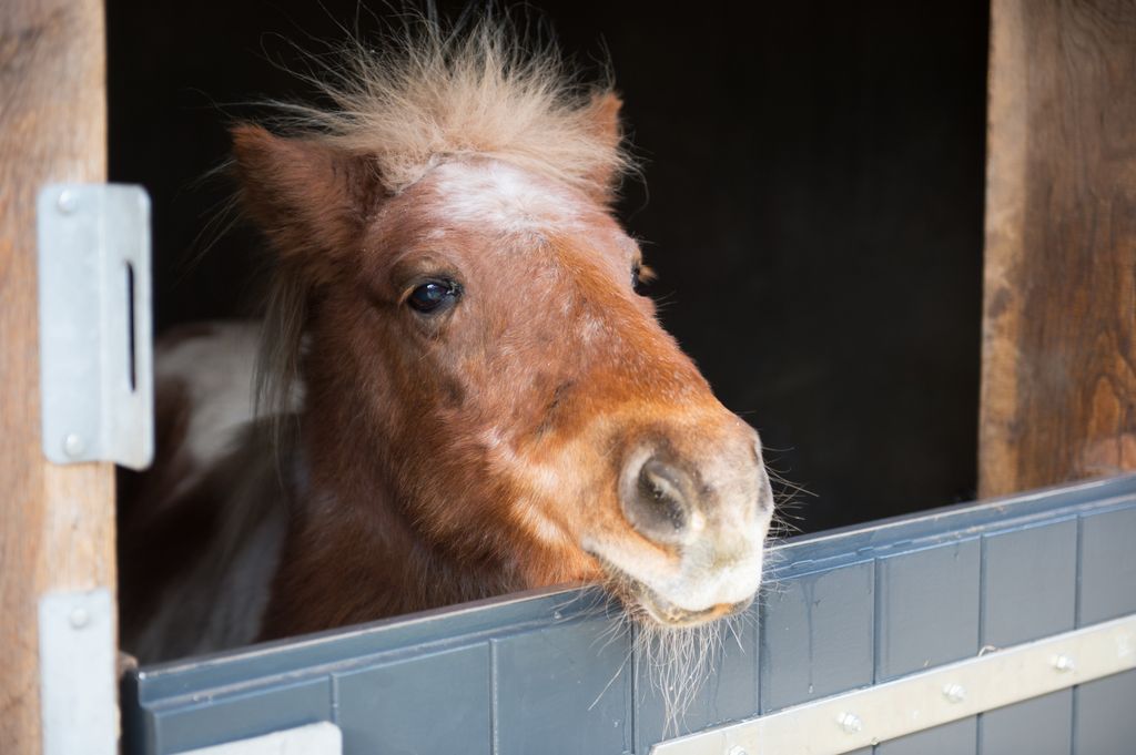 Gammel pony i en boks