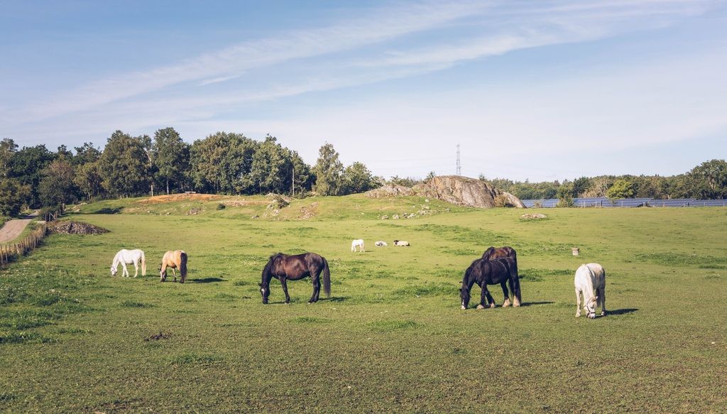 Heste står på en fold