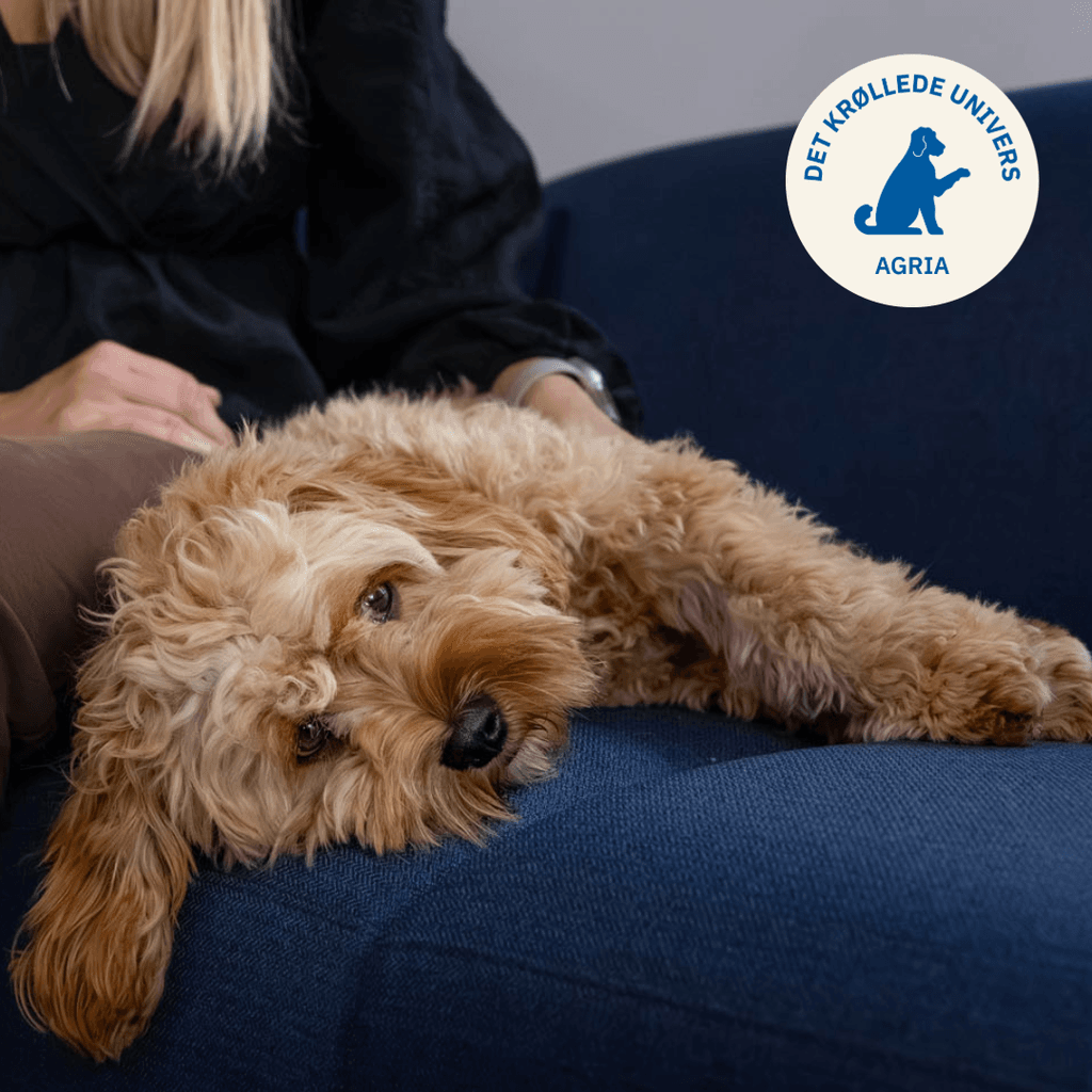 Cavapoo ligger i en sofa og bliver nusset